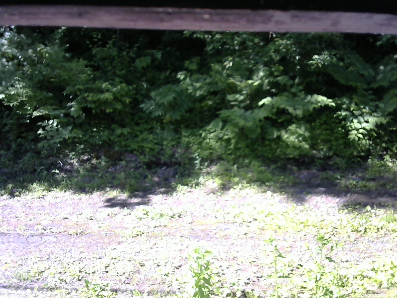 長野県菅平高原 ゆたか山荘 東側(坂下) 2026/06/17 08:15