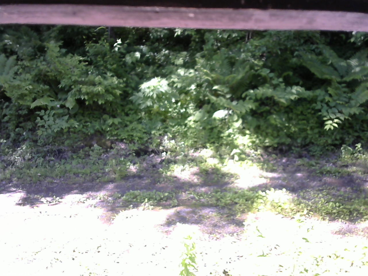 長野県菅平高原 ゆたか山荘 東側(坂下) 2026/06/17 08:45