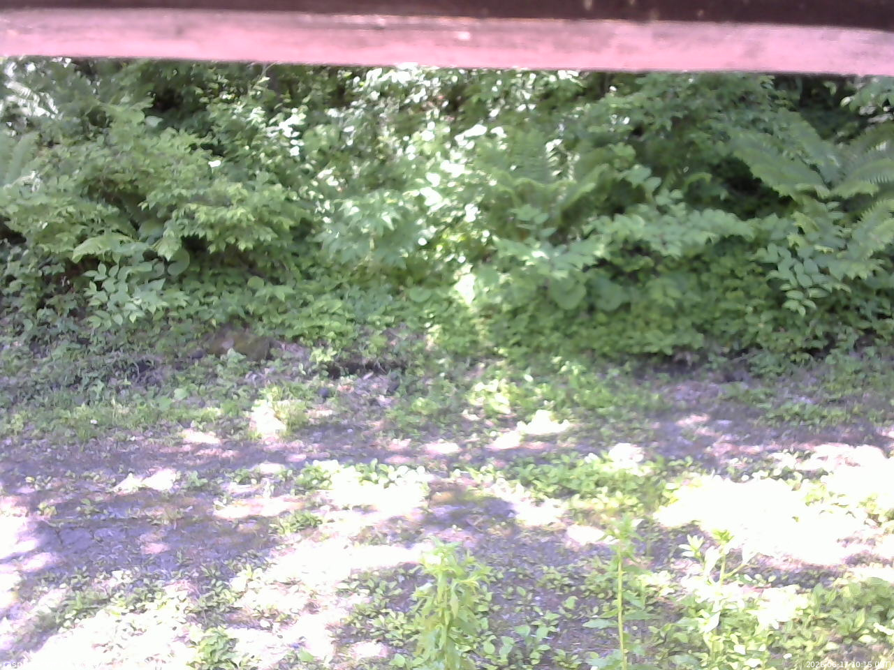 長野県菅平高原 ゆたか山荘 東側(坂下) 2026/06/17 10:15