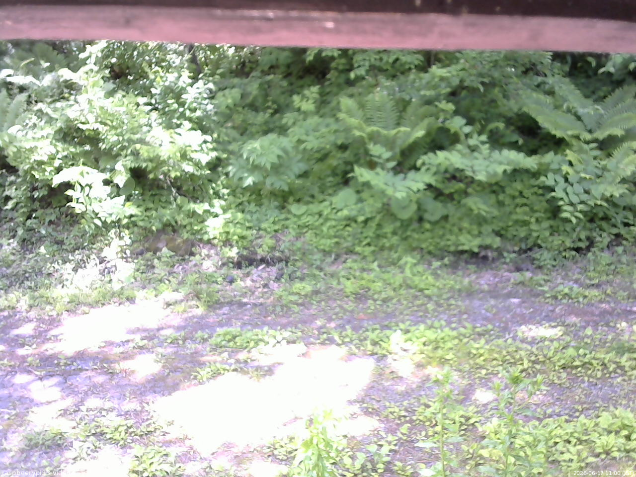 長野県菅平高原 ゆたか山荘 東側(坂下) 2026/06/17 11:00