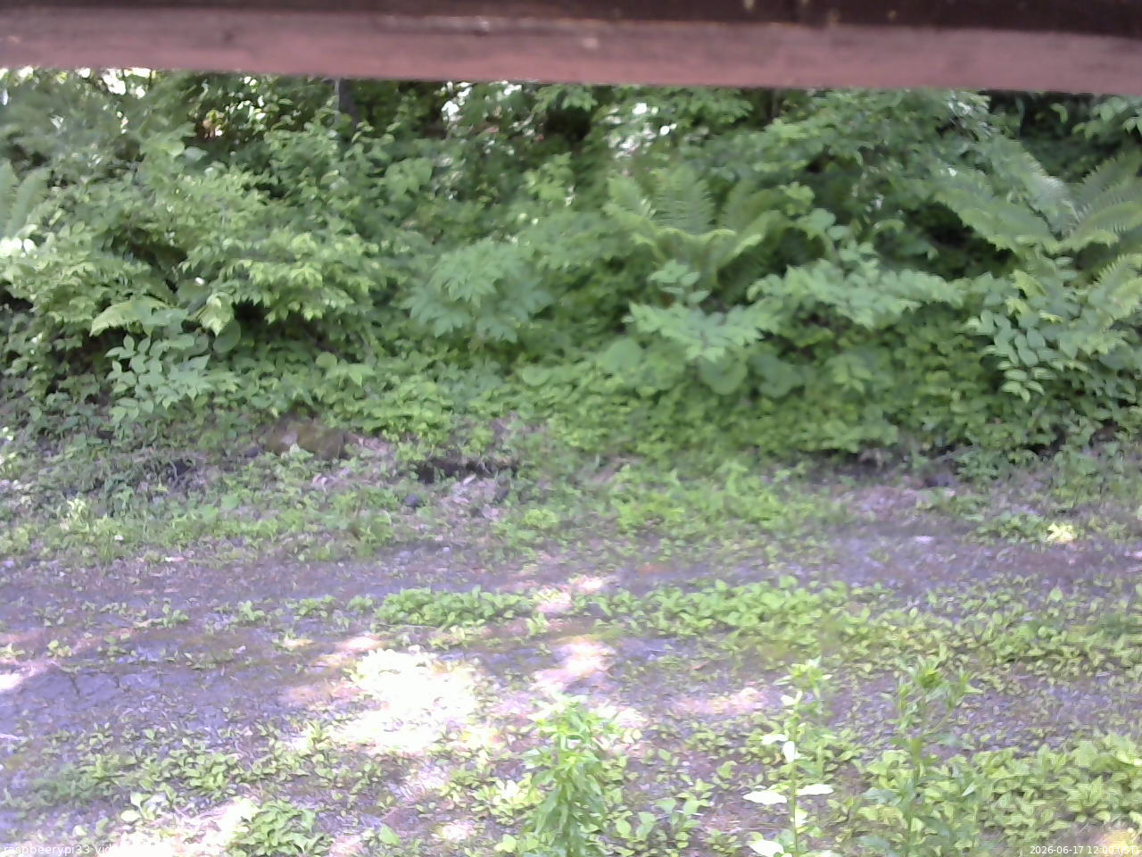 長野県菅平高原 ゆたか山荘 東側(坂下) 2026/06/17 12:00