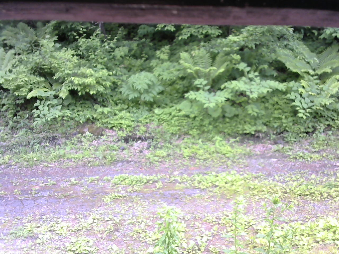 長野県菅平高原 ゆたか山荘 東側(坂下) 2026/06/17 13:45