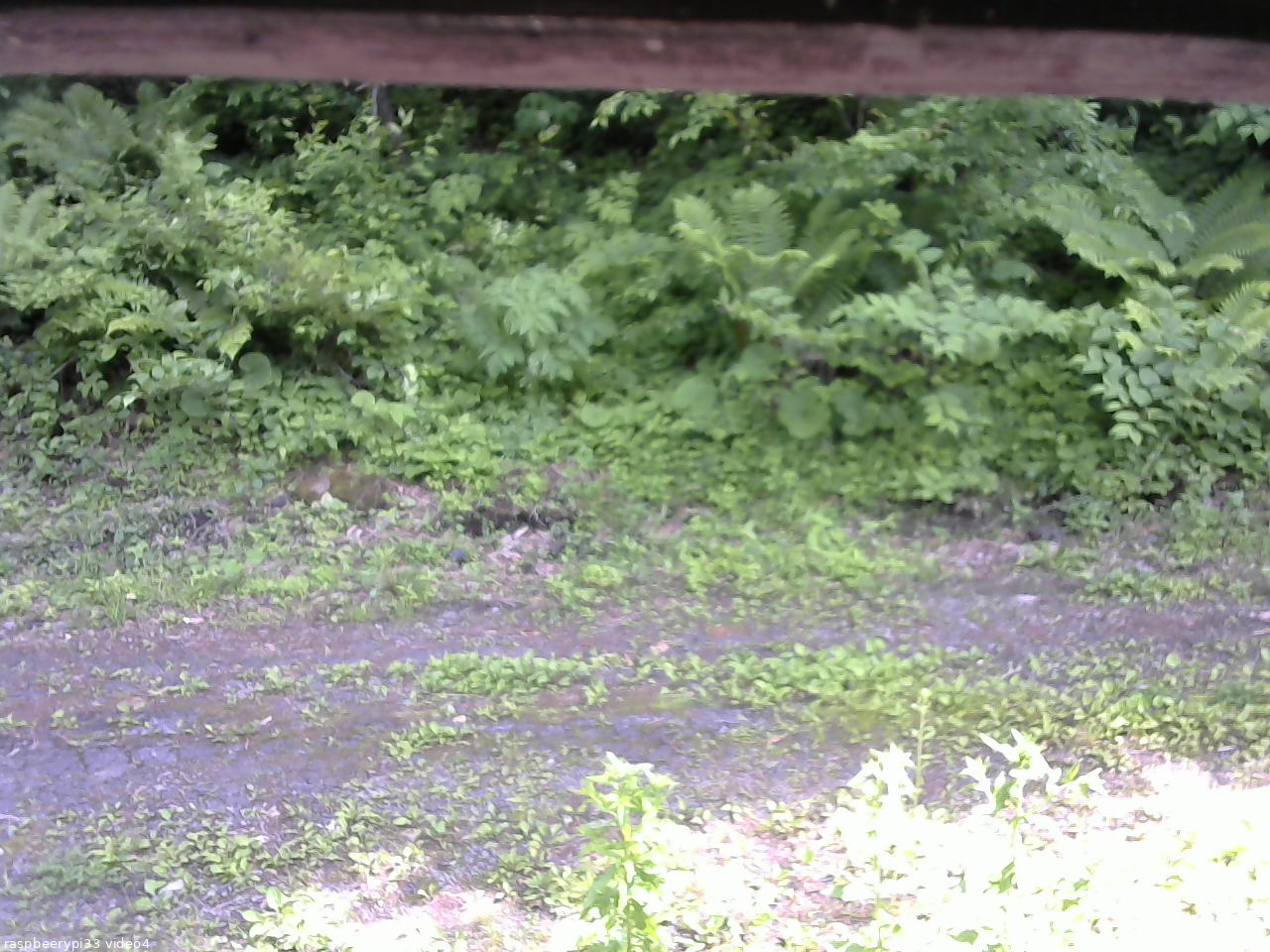 長野県菅平高原 ゆたか山荘 東側(坂下) 2026/06/17 14:15