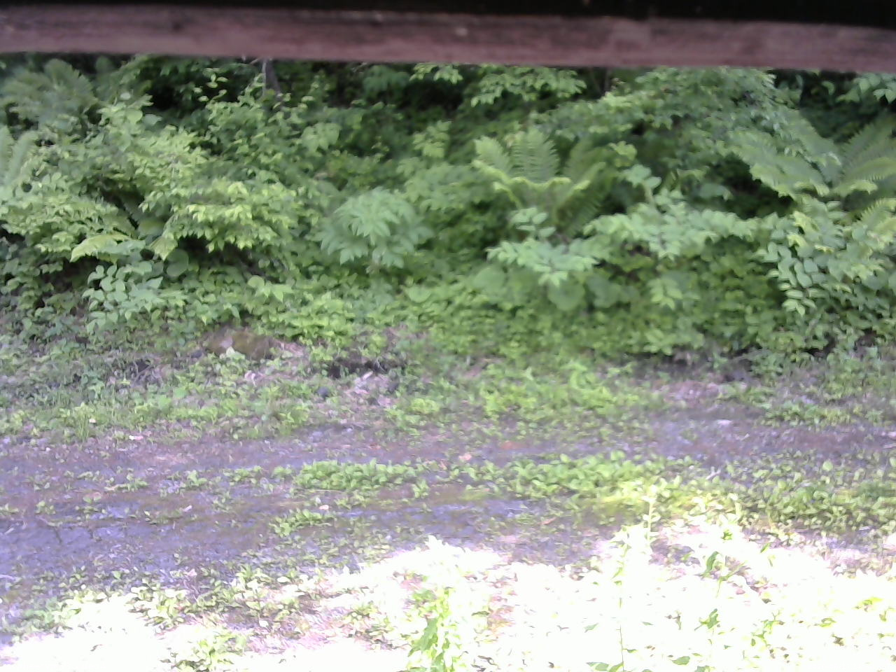 長野県菅平高原 ゆたか山荘 東側(坂下) 2026/06/17 14:30
