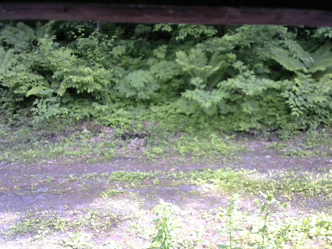 長野県菅平高原 ゆたか山荘 東側(坂下) 2026/06/17 14:45