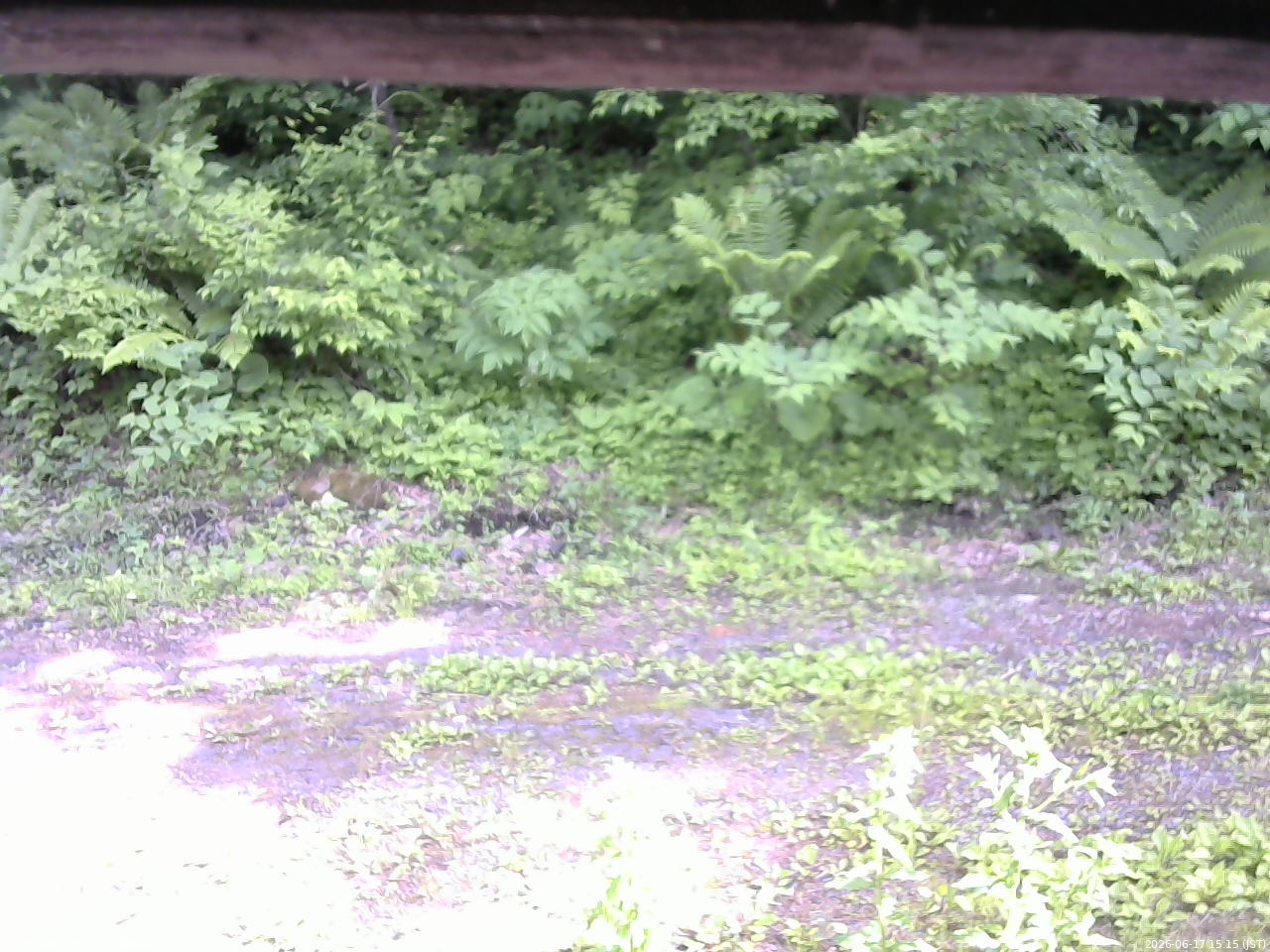 長野県菅平高原 ゆたか山荘 東側(坂下) 2026/06/17 15:15
