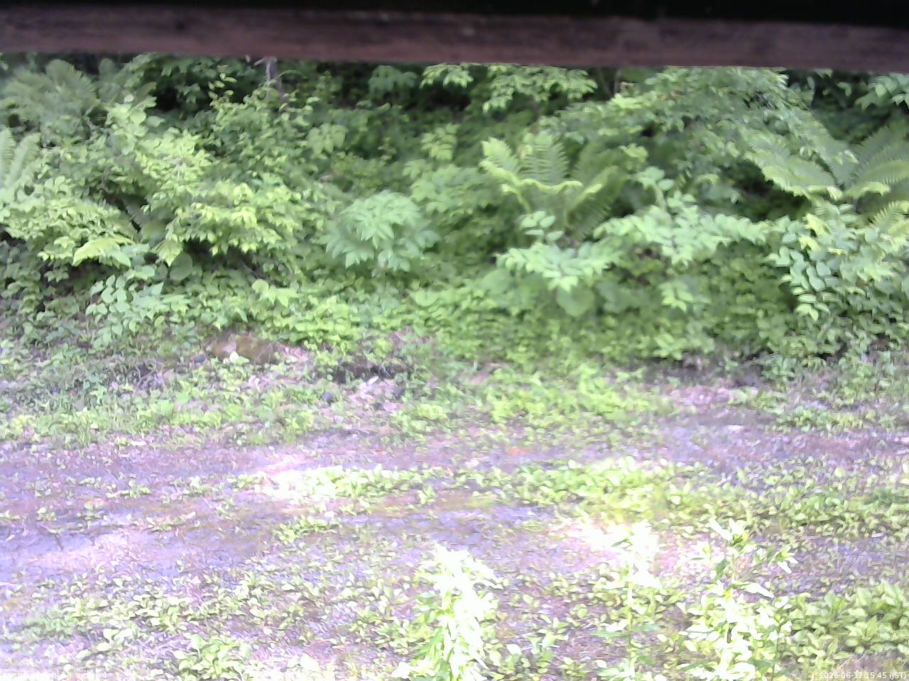 長野県菅平高原 ゆたか山荘 東側(坂下) 2026/06/17 15:45