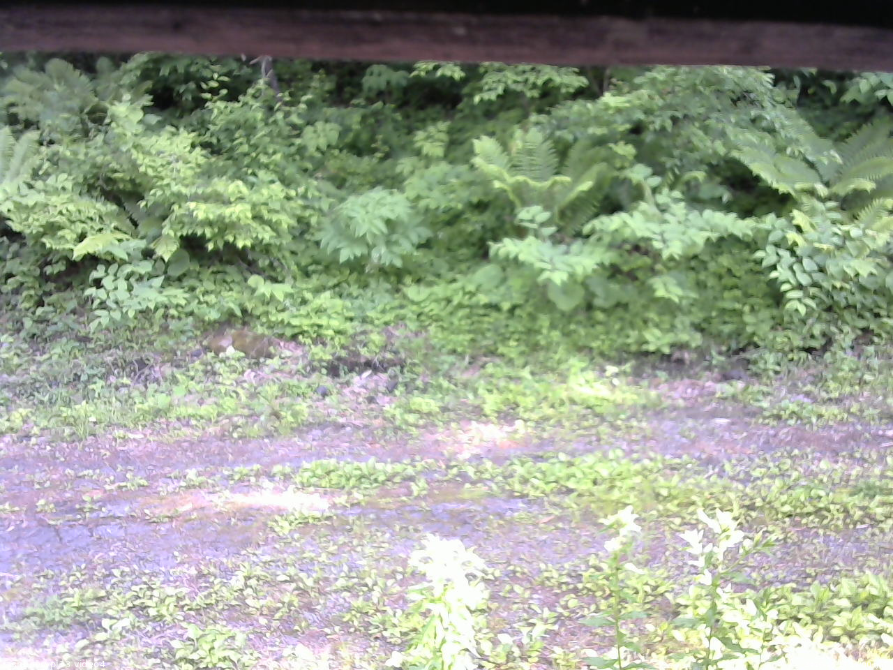 長野県菅平高原 ゆたか山荘 東側(坂下) 2026/06/17 16:00