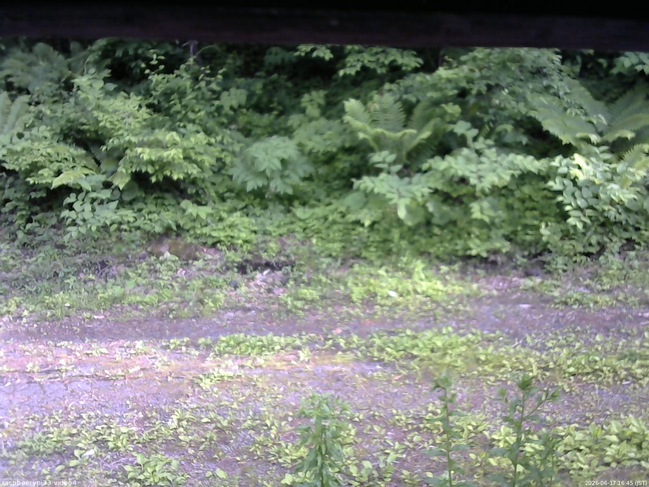 長野県菅平高原 ゆたか山荘 東側(坂下) 2026/06/17 16:45