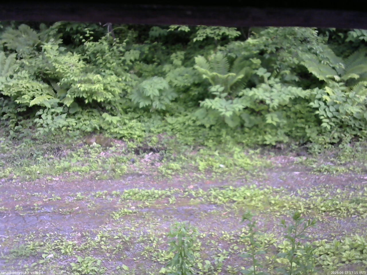 長野県菅平高原 ゆたか山荘 東側(坂下) 2026/06/17 17:15