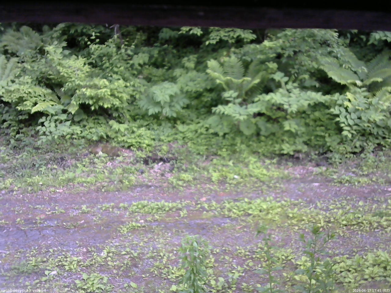 長野県菅平高原 ゆたか山荘 東側(坂下) 2026/06/17 17:45