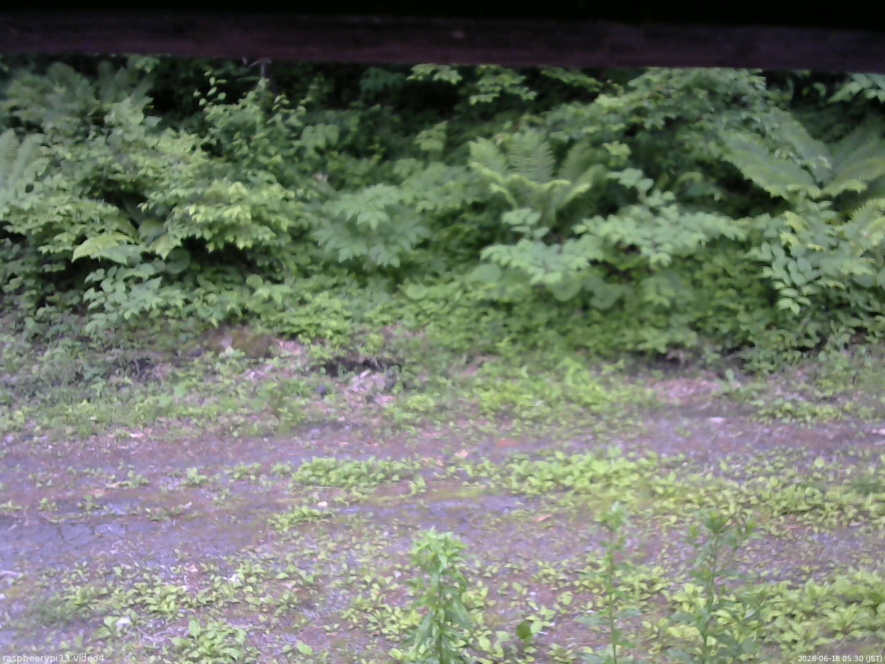 長野県菅平高原 ゆたか山荘 東側(坂下) 2026/06/18 05:30
