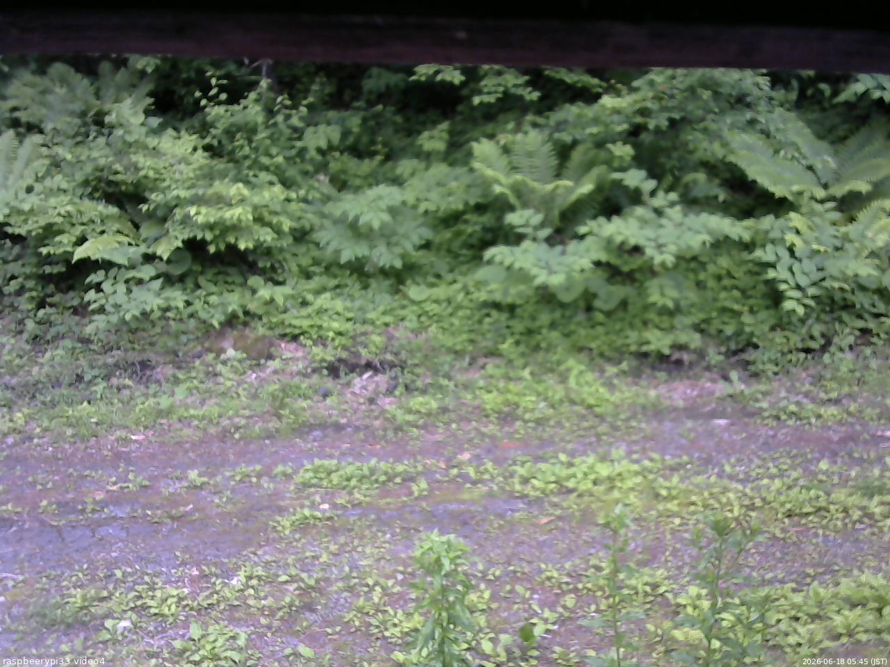 長野県菅平高原 ゆたか山荘 東側(坂下) 2026/06/18 05:45