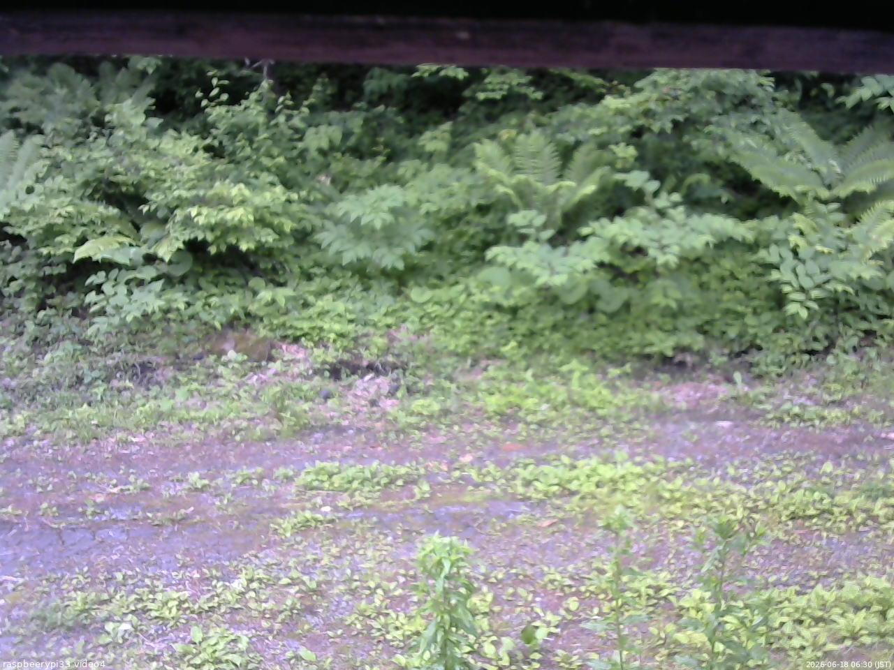 長野県菅平高原 ゆたか山荘 東側(坂下) 2026/06/18 06:30