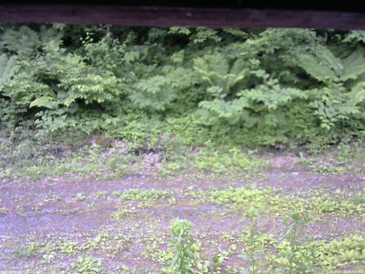 長野県菅平高原 ゆたか山荘 東側(坂下) 2026/06/18 06:45