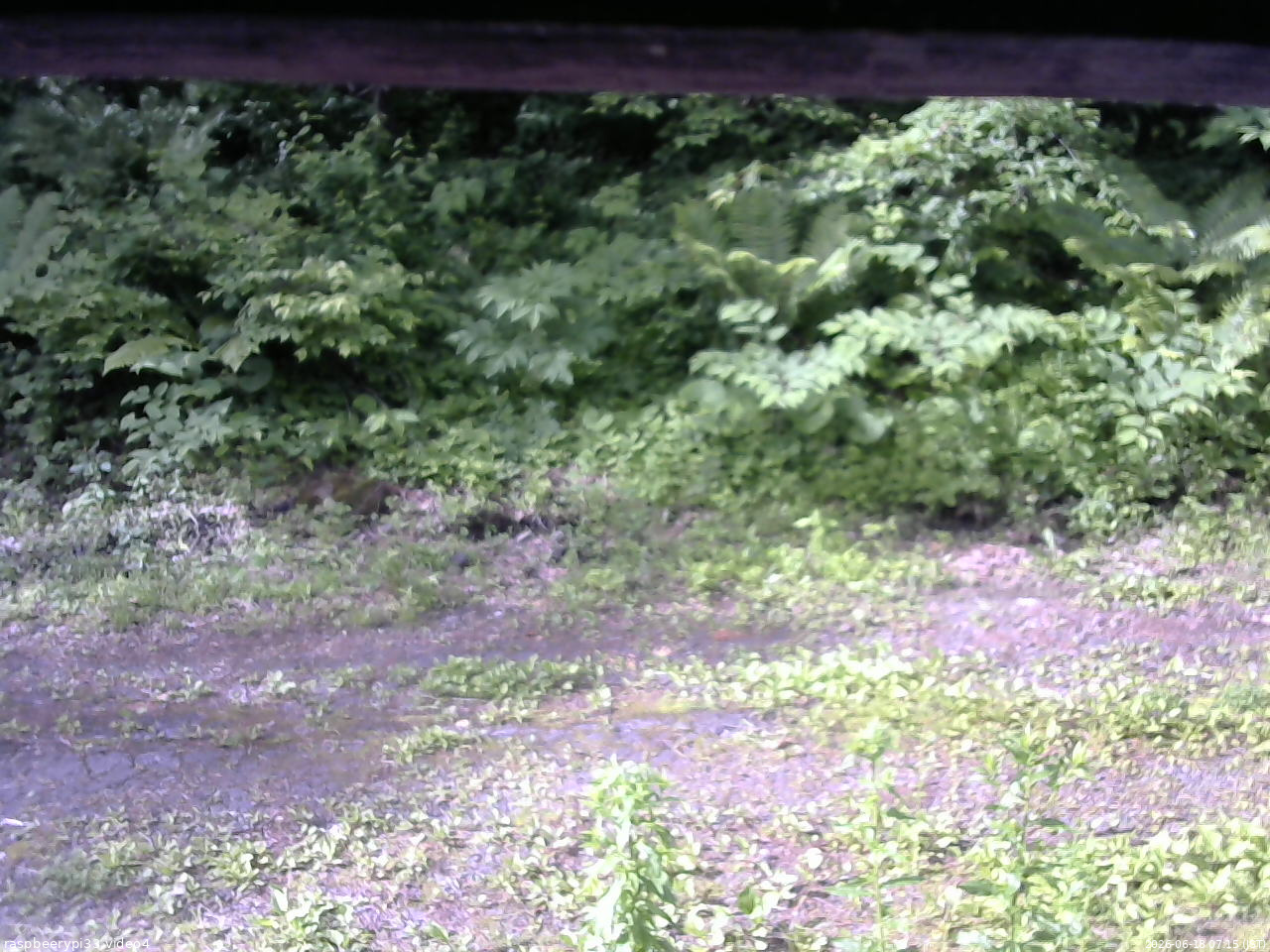 長野県菅平高原 ゆたか山荘 東側(坂下) 2026/06/18 07:15