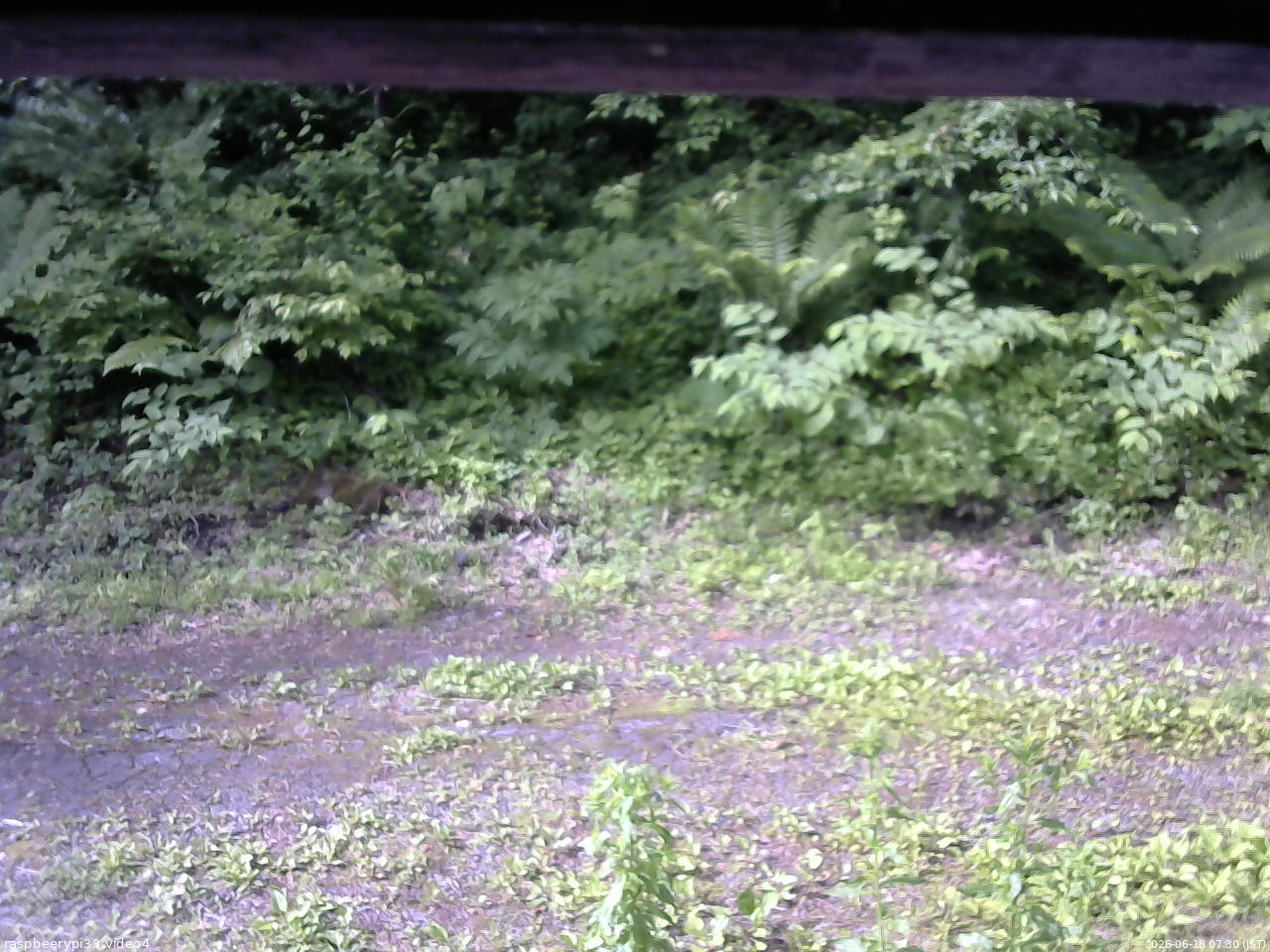 長野県菅平高原 ゆたか山荘 東側(坂下) 2026/06/18 07:30