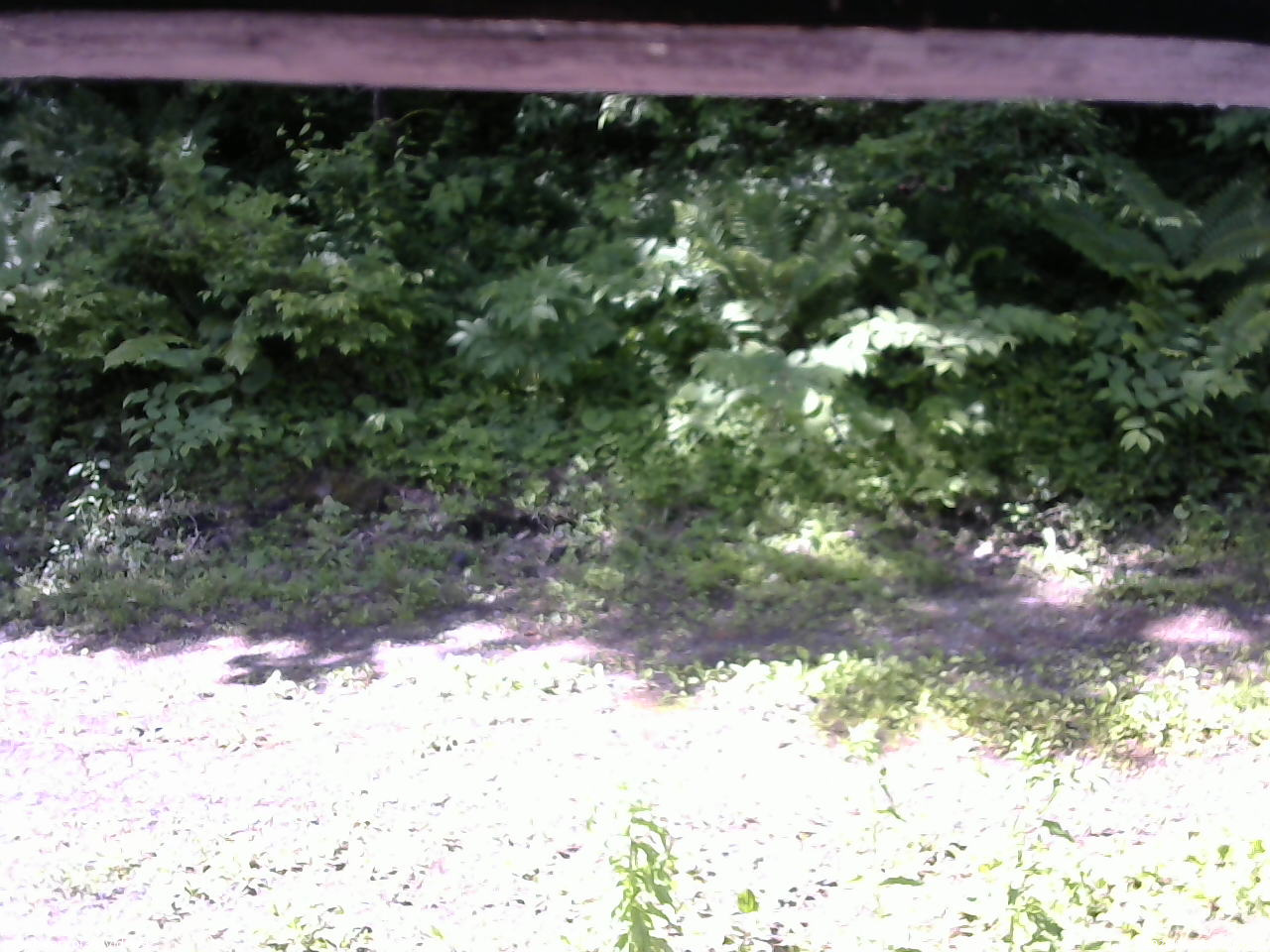 長野県菅平高原 ゆたか山荘 東側(坂下) 2026/06/18 08:30