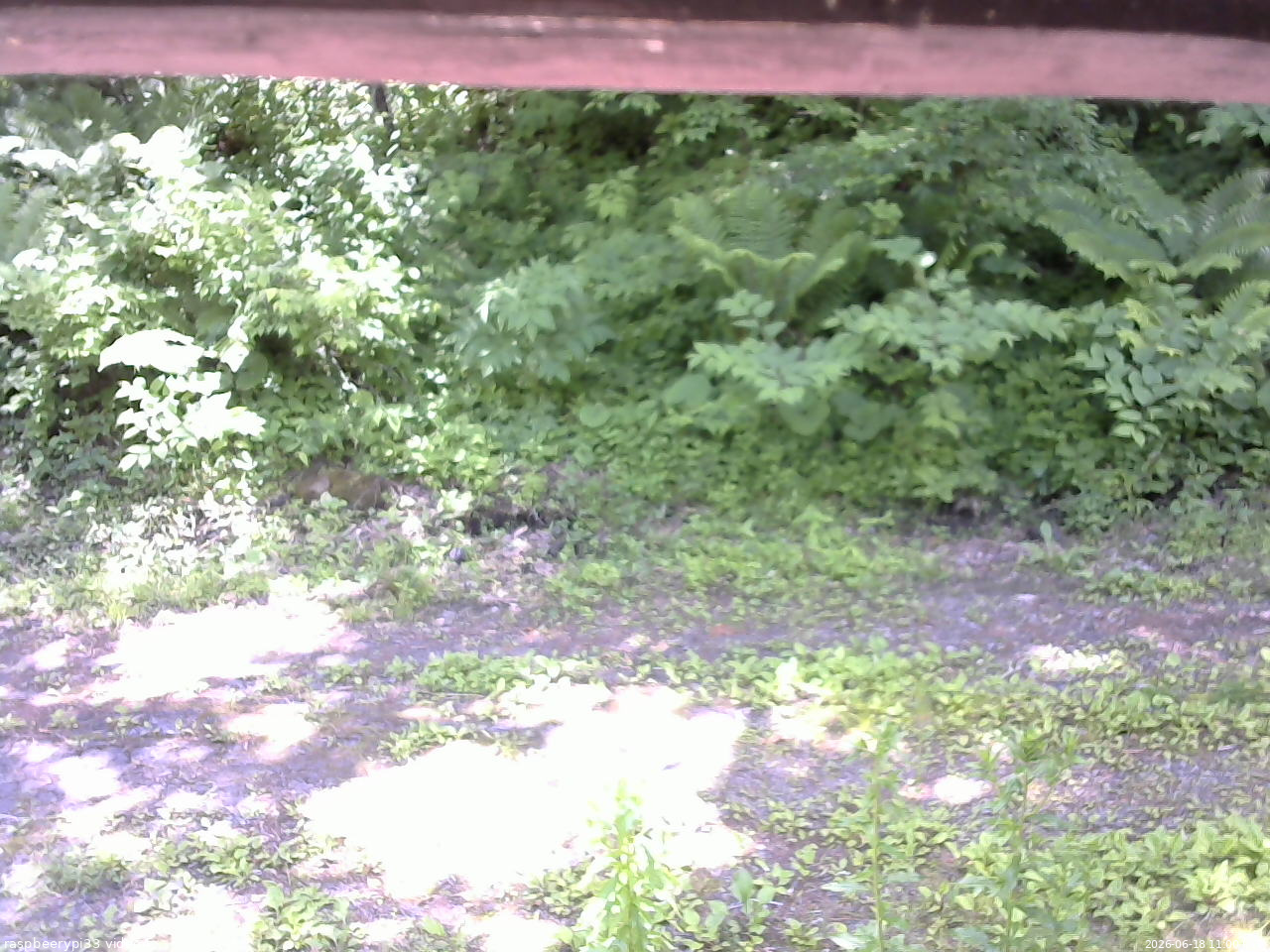 長野県菅平高原 ゆたか山荘 東側(坂下) 2026/06/18 11:00