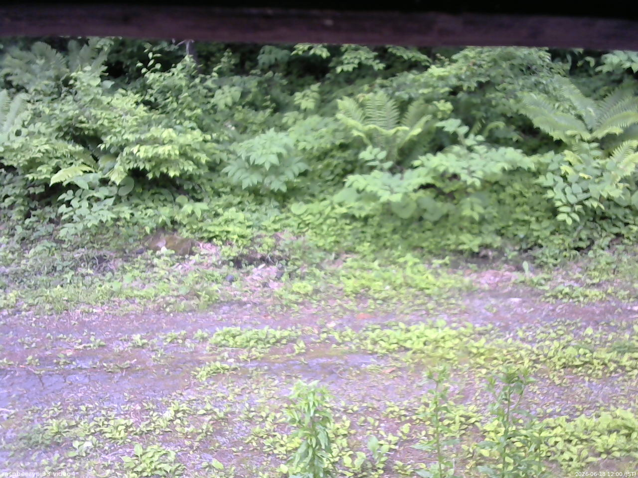 長野県菅平高原 ゆたか山荘 東側(坂下) 2026/06/18 12:00