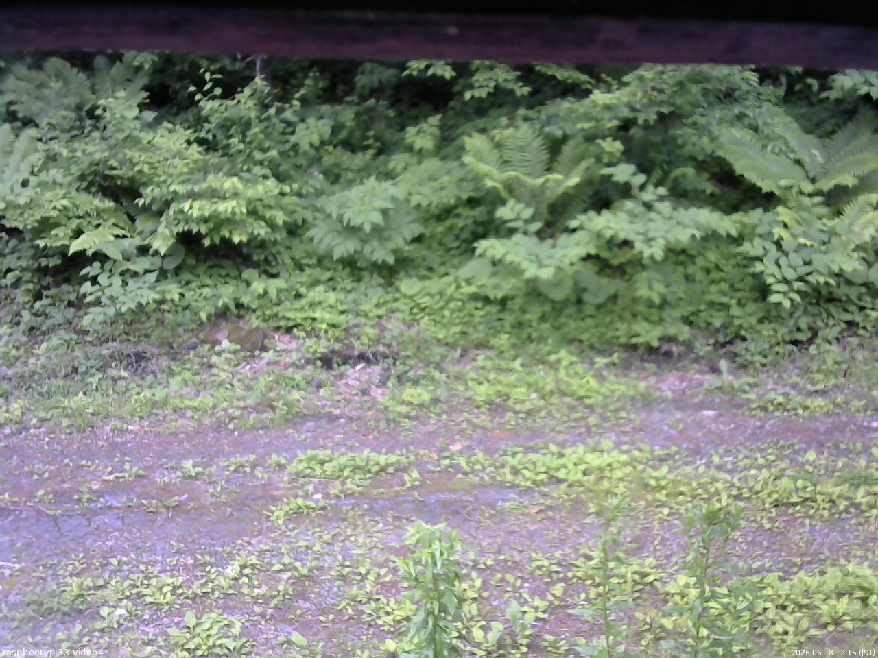 長野県菅平高原 ゆたか山荘 東側(坂下) 2026/06/18 12:15
