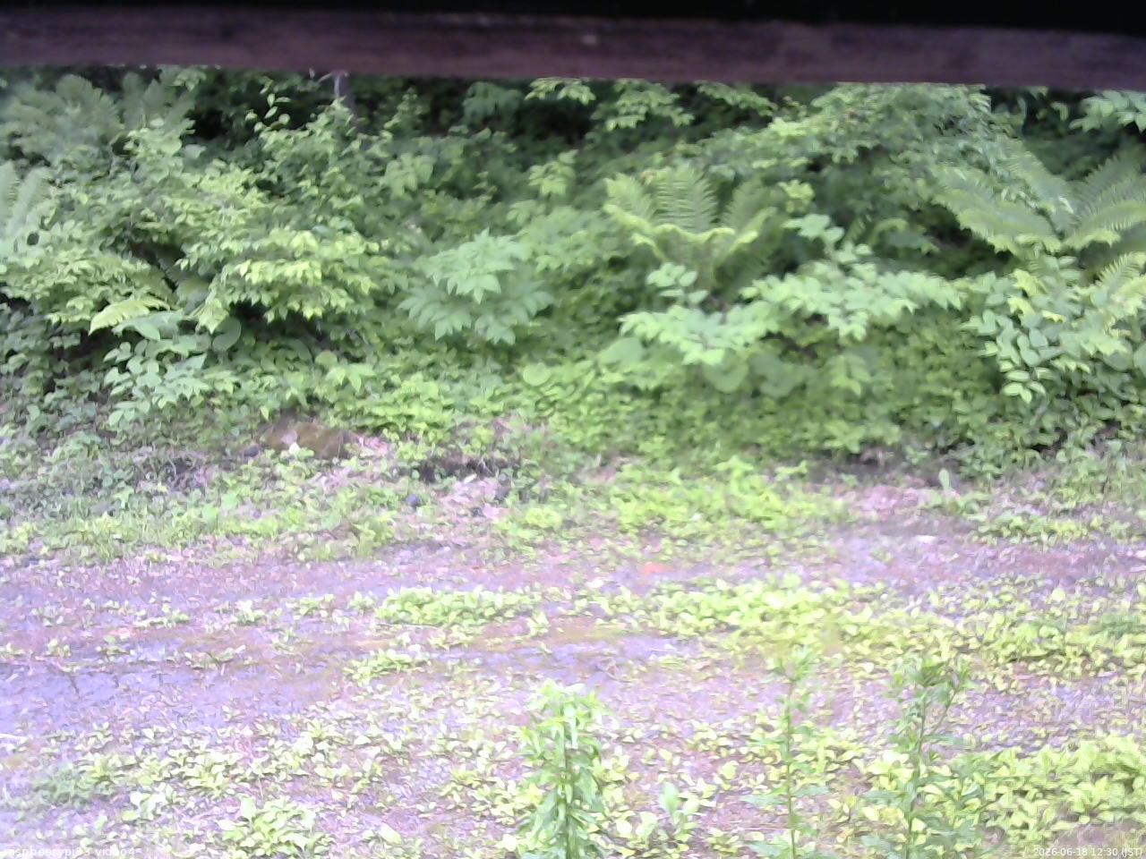 長野県菅平高原 ゆたか山荘 東側(坂下) 2026/06/18 12:30