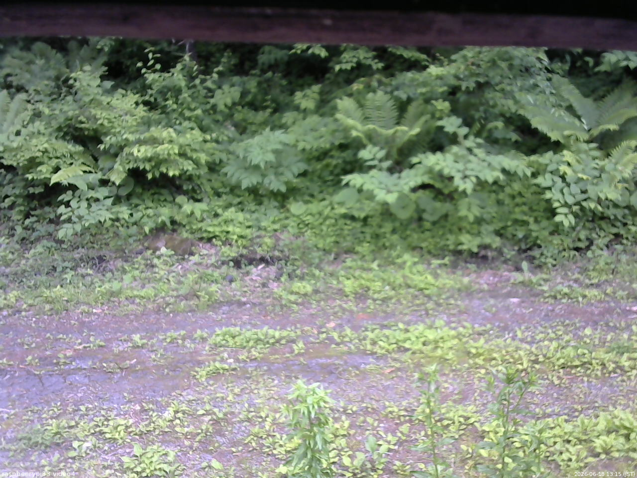 長野県菅平高原 ゆたか山荘 東側(坂下) 2026/06/18 13:15