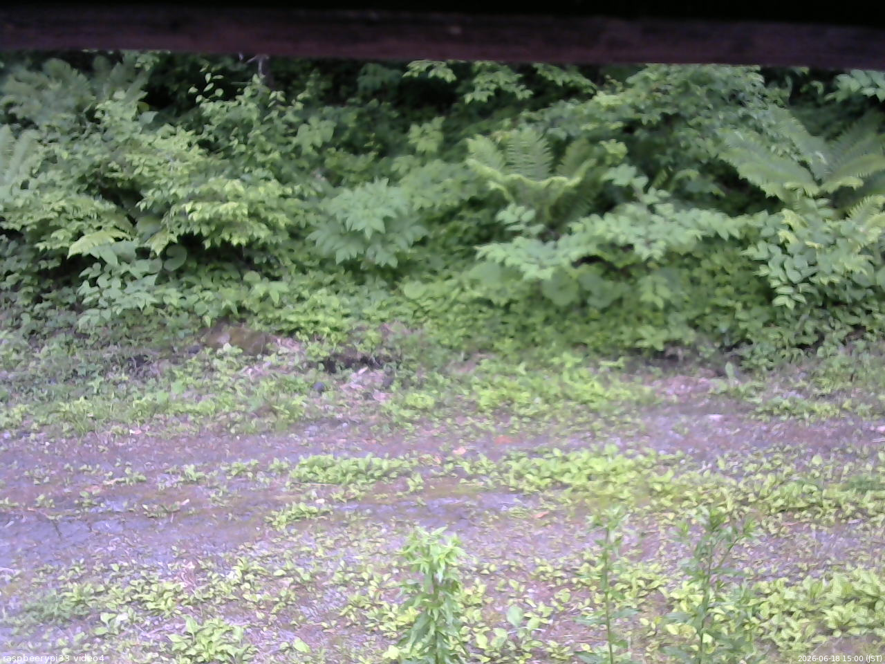 長野県菅平高原 ゆたか山荘 東側(坂下) 2026/06/18 15:00