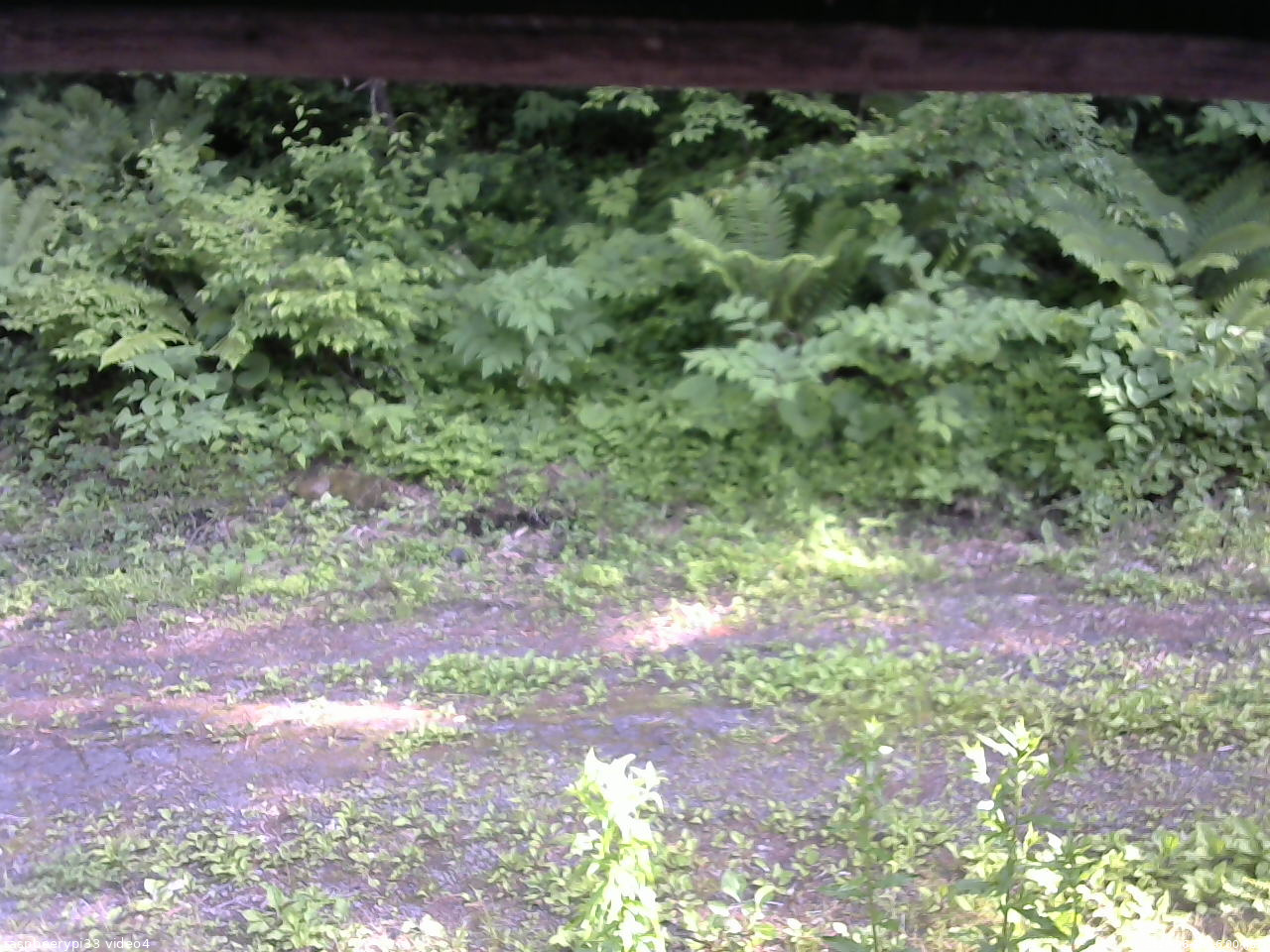 長野県菅平高原 ゆたか山荘 東側(坂下) 2026/06/18 16:00