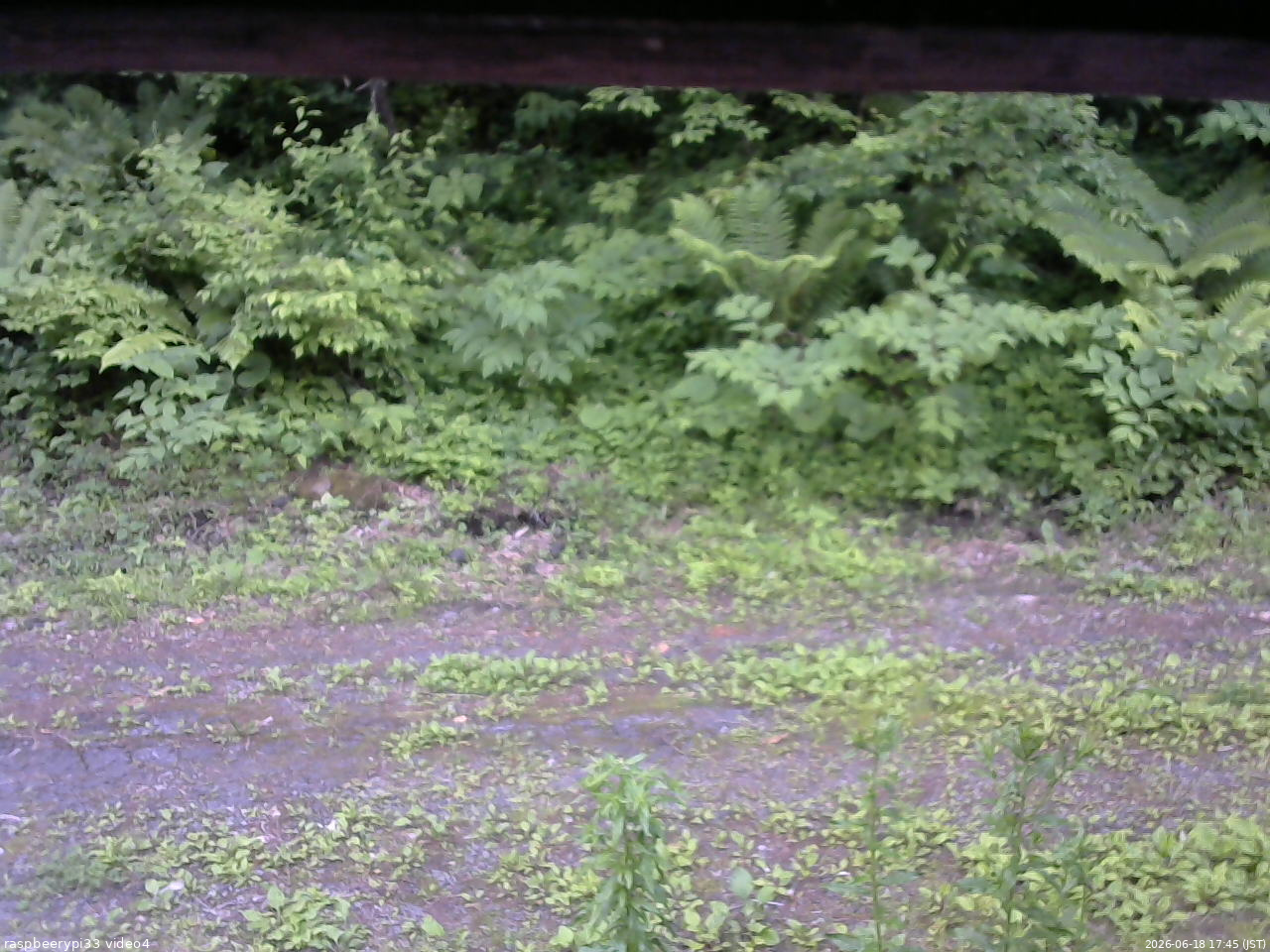 長野県菅平高原 ゆたか山荘 東側(坂下) 2026/06/18 17:45