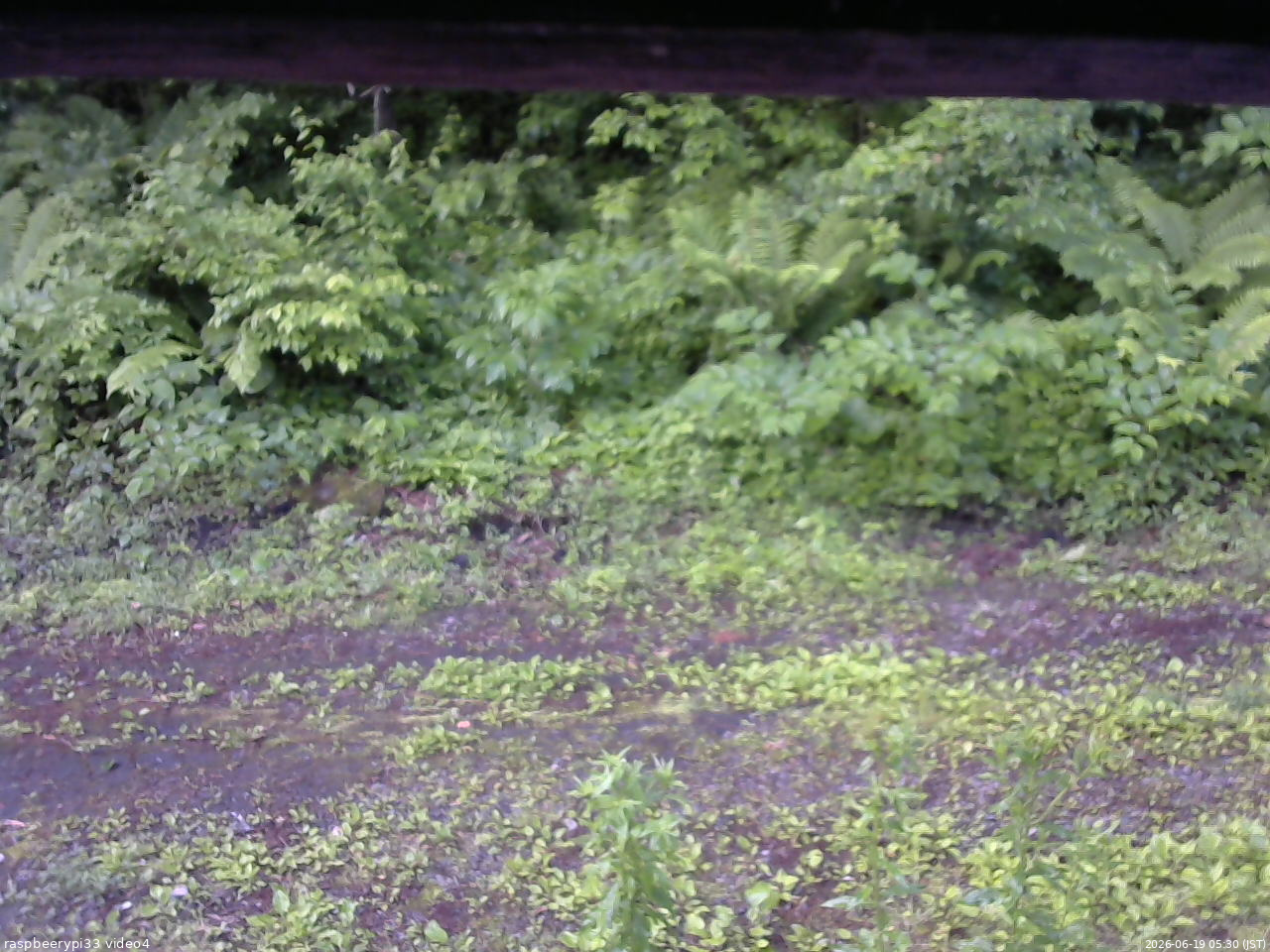 長野県菅平高原 ゆたか山荘 東側(坂下) 2026/06/19 05:30