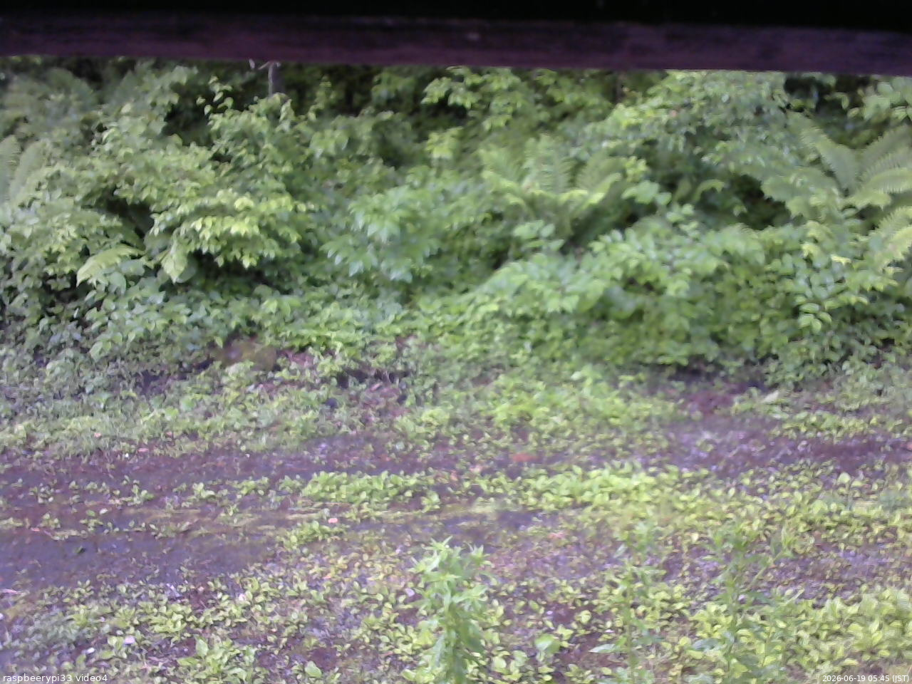 長野県菅平高原 ゆたか山荘 東側(坂下) 2026/06/19 05:45