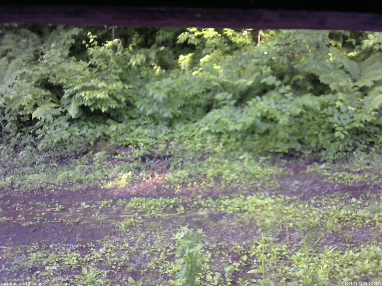 長野県菅平高原 ゆたか山荘 東側(坂下) 2026/06/19 06:00