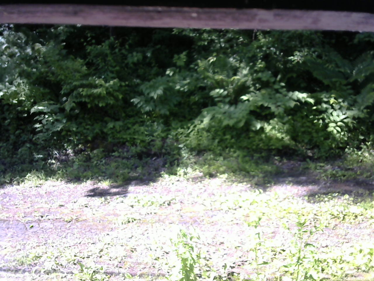 長野県菅平高原 ゆたか山荘 東側(坂下) 2026/06/19 08:15