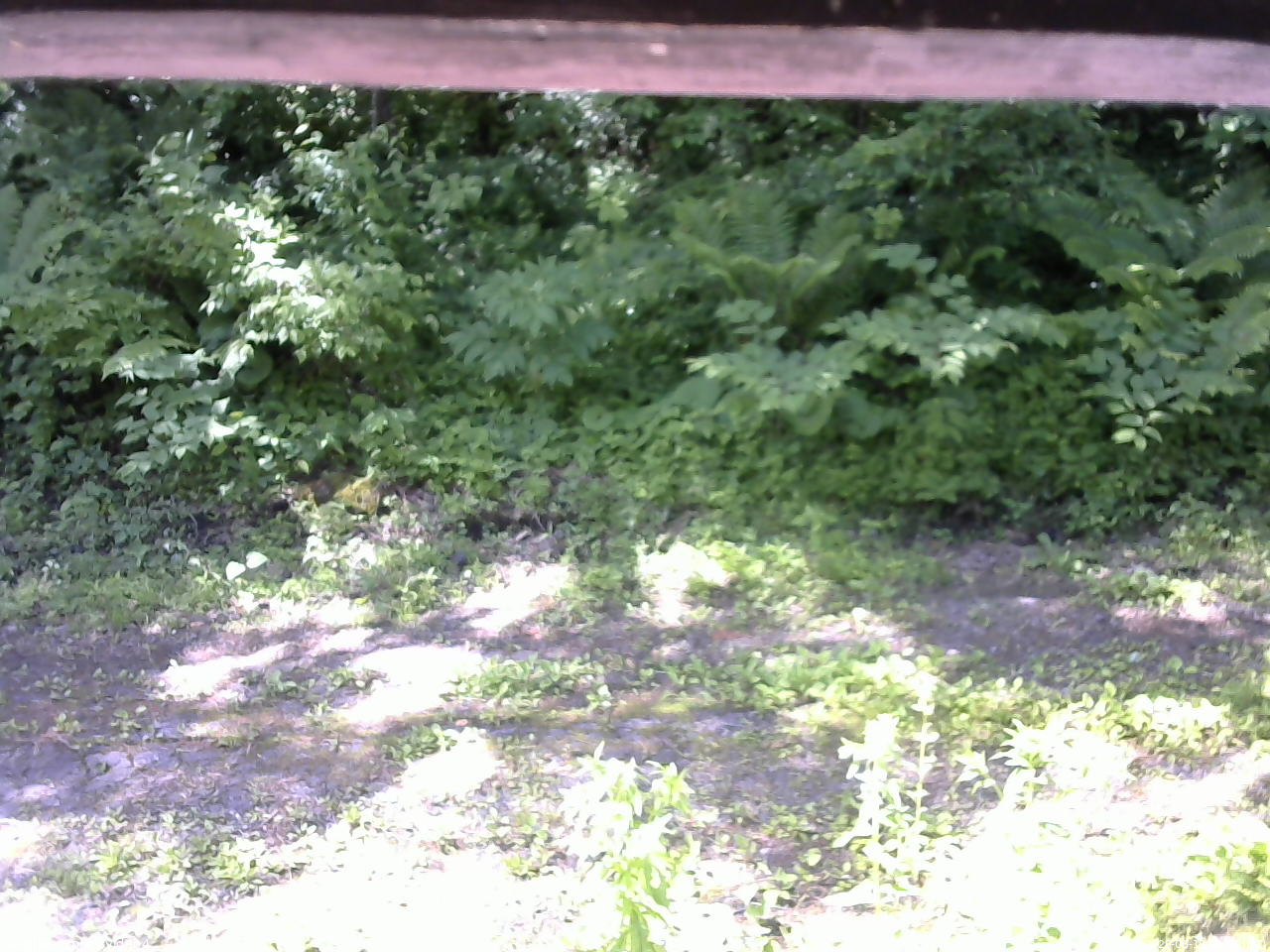 長野県菅平高原 ゆたか山荘 東側(坂下) 2026/06/19 09:15