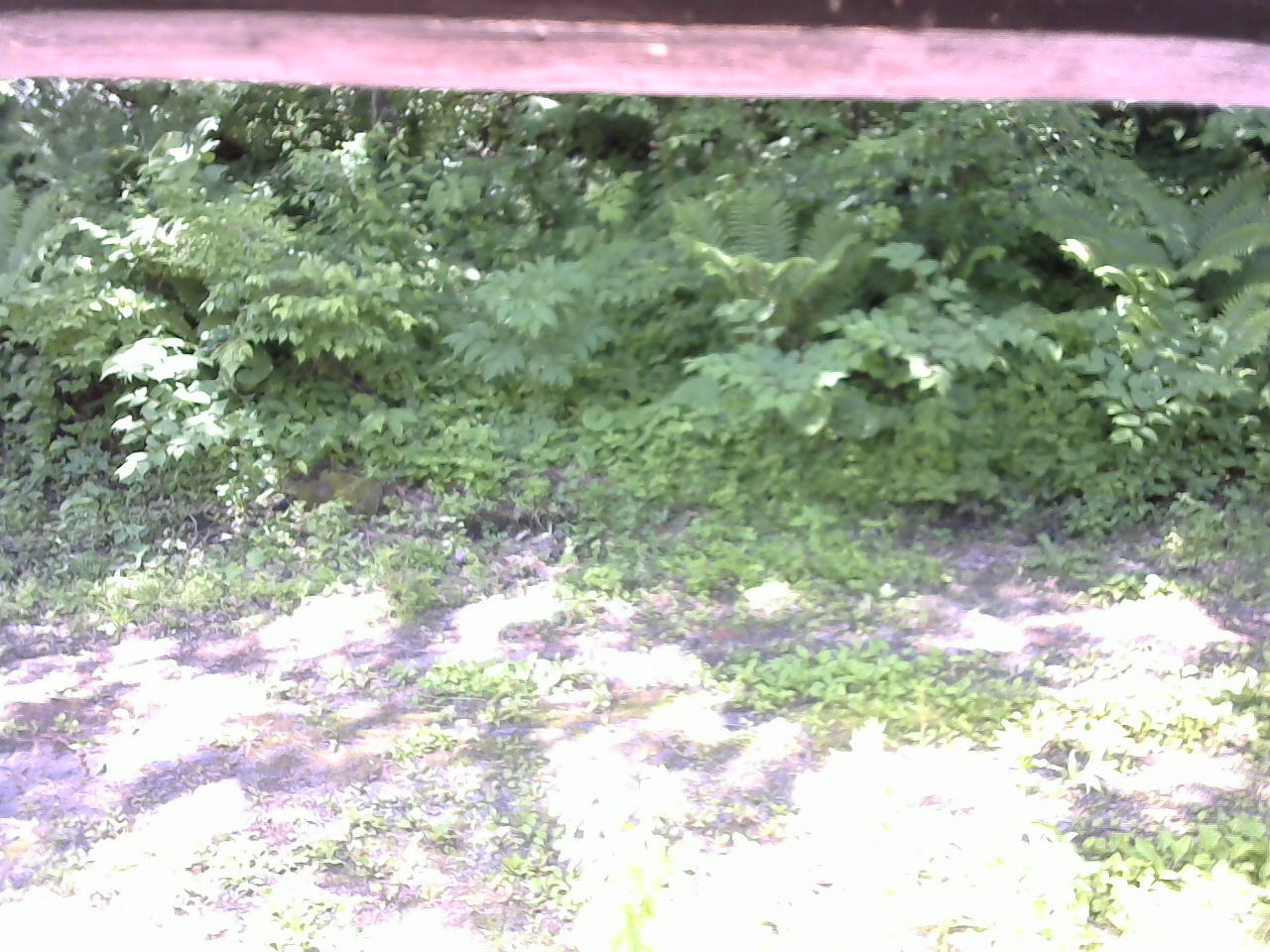 長野県菅平高原 ゆたか山荘 東側(坂下) 2026/06/19 09:30