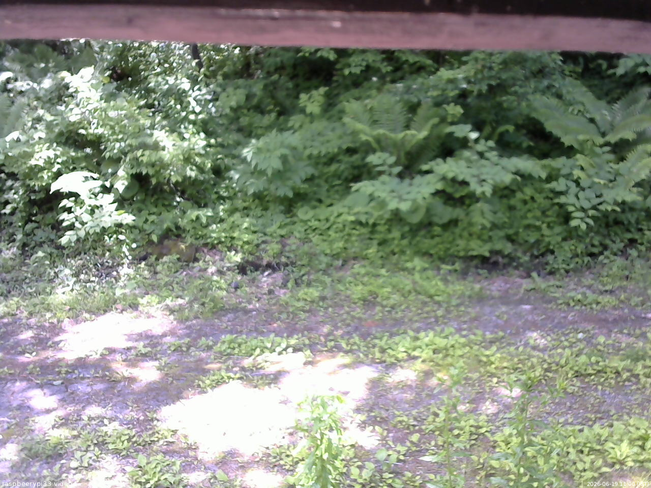 長野県菅平高原 ゆたか山荘 東側(坂下) 2026/06/19 11:00