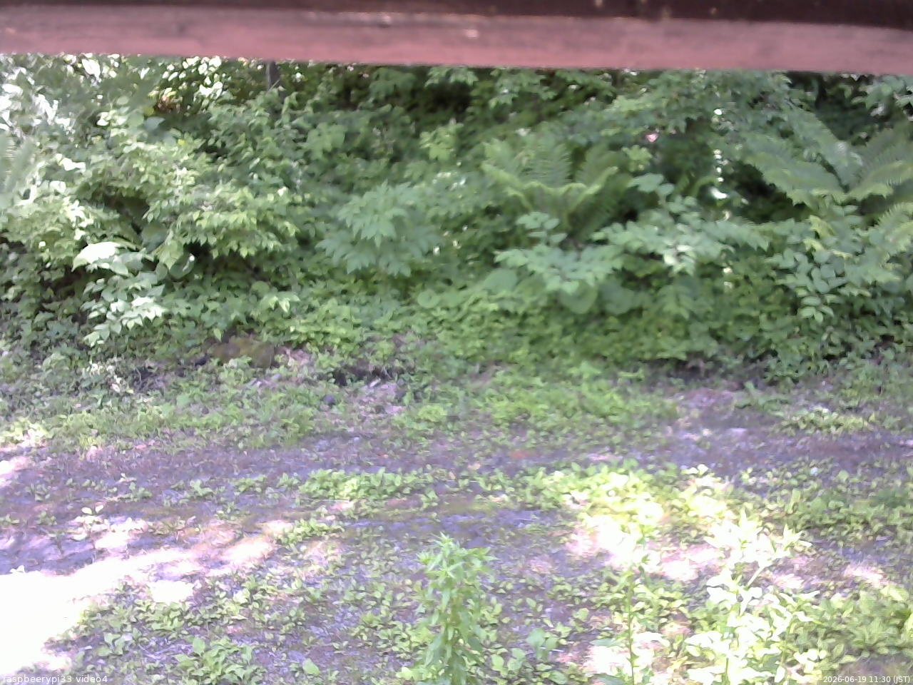 長野県菅平高原 ゆたか山荘 東側(坂下) 2026/06/19 11:30