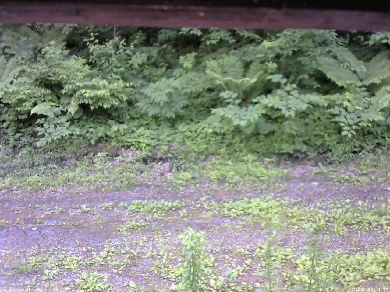 長野県菅平高原 ゆたか山荘 東側(坂下) 2026/06/19 11:45