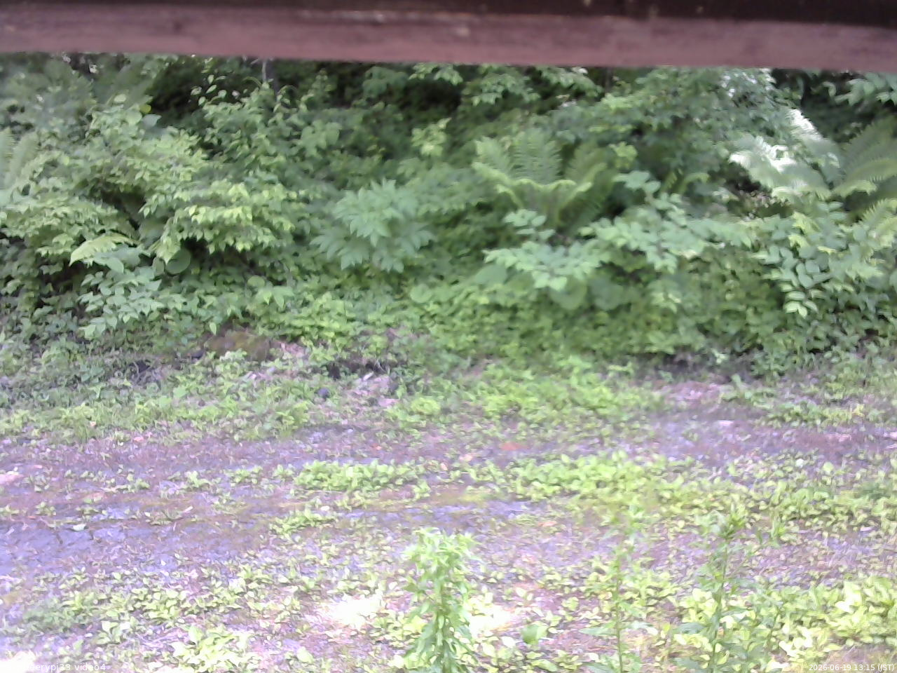 長野県菅平高原 ゆたか山荘 東側(坂下) 2026/06/19 13:15