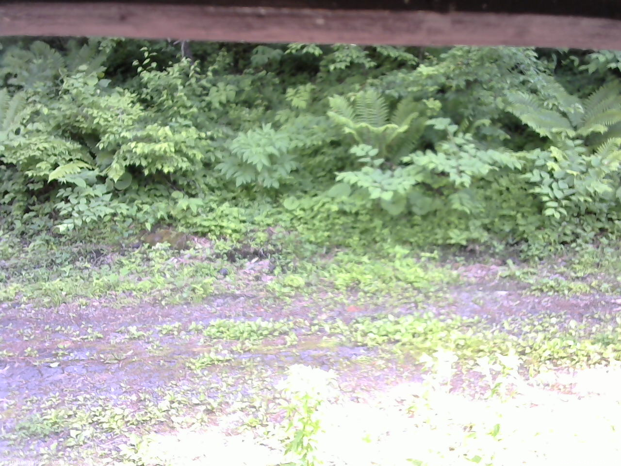長野県菅平高原 ゆたか山荘 東側(坂下) 2026/06/19 14:15