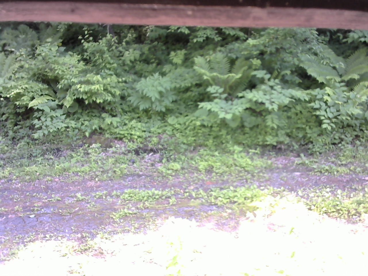 長野県菅平高原 ゆたか山荘 東側(坂下) 2026/06/19 14:30