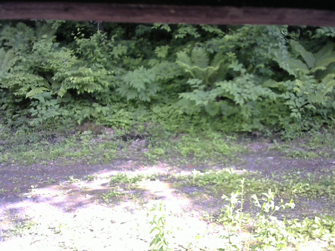 長野県菅平高原 ゆたか山荘 東側(坂下) 2026/06/19 15:00