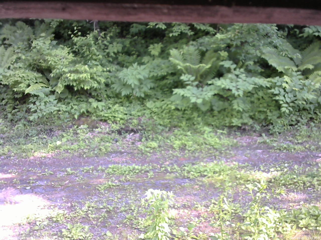 長野県菅平高原 ゆたか山荘 東側(坂下) 2026/06/19 15:30