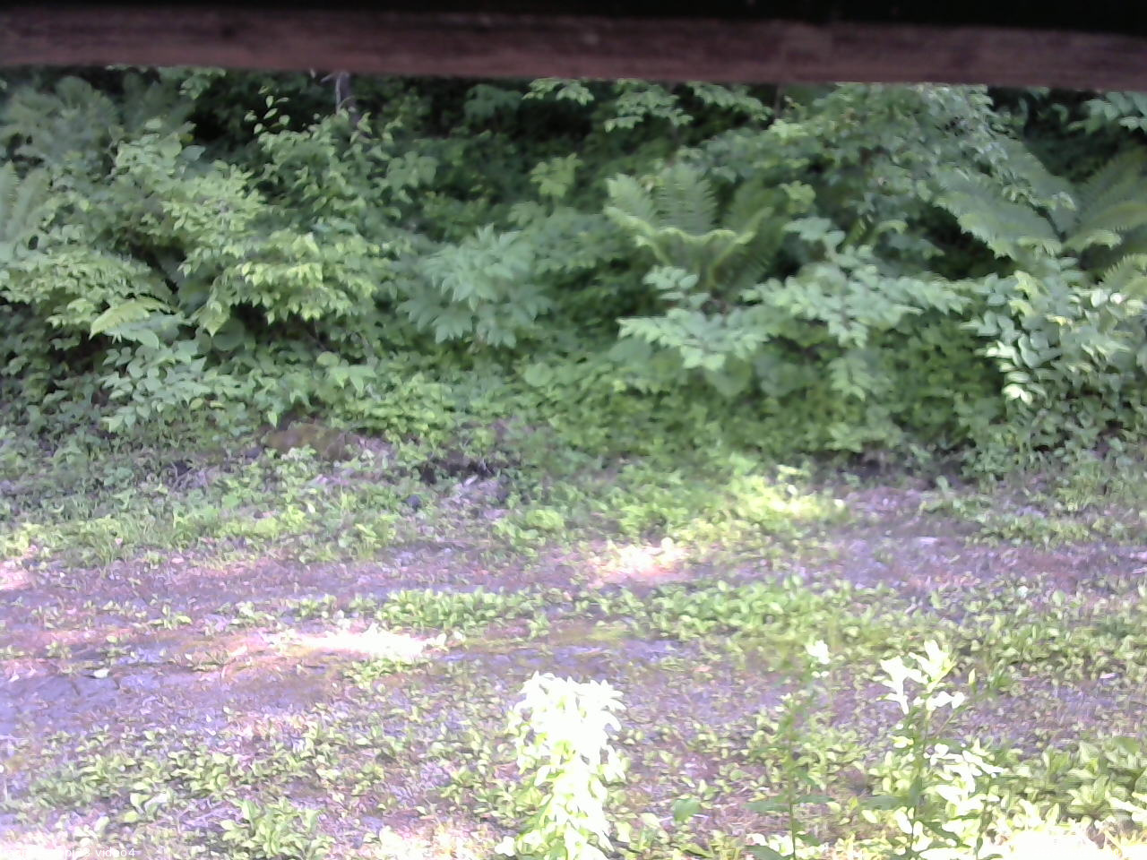 長野県菅平高原 ゆたか山荘 東側(坂下) 2026/06/19 16:00