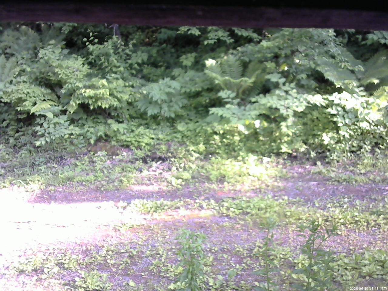 長野県菅平高原 ゆたか山荘 東側(坂下) 2026/06/19 16:45
