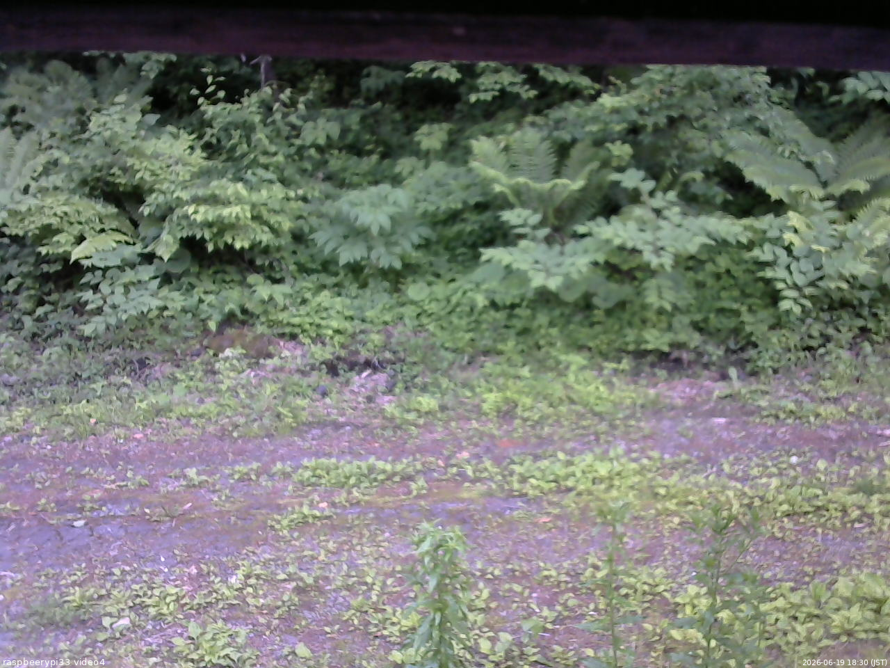 長野県菅平高原 ゆたか山荘 東側(坂下) 2026/06/19 18:30
