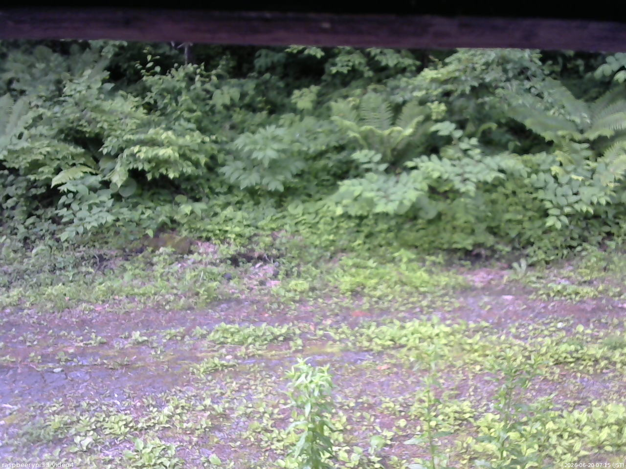長野県菅平高原 ゆたか山荘 東側(坂下) 2026/06/20 07:15