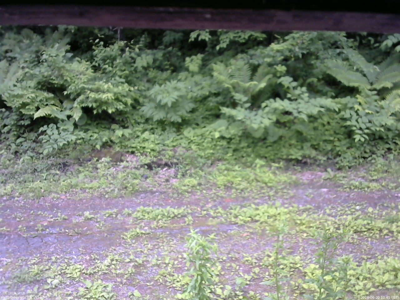 長野県菅平高原 ゆたか山荘 東側(坂下) 2026/06/20 10:45