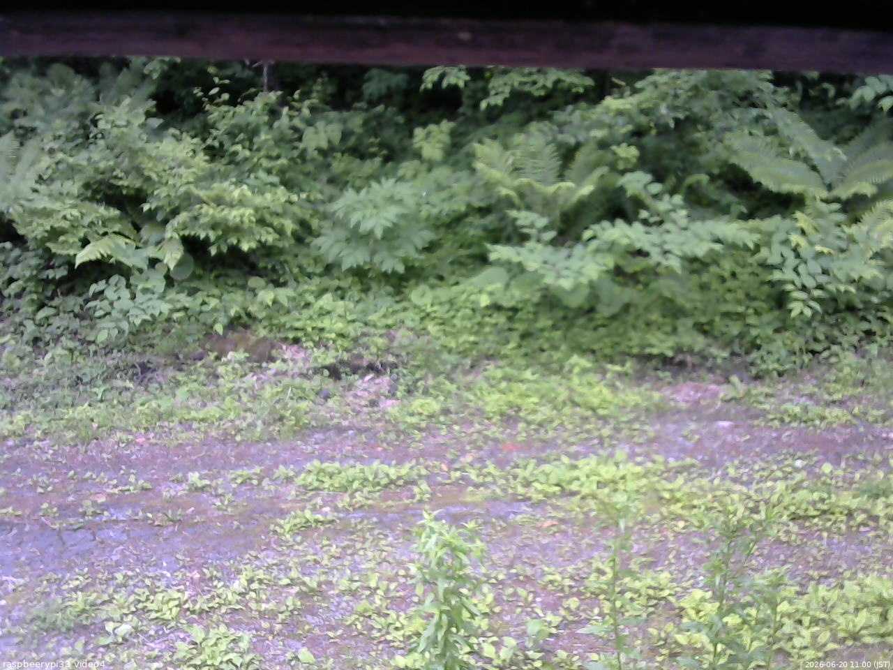 長野県菅平高原 ゆたか山荘 東側(坂下) 2026/06/20 11:00